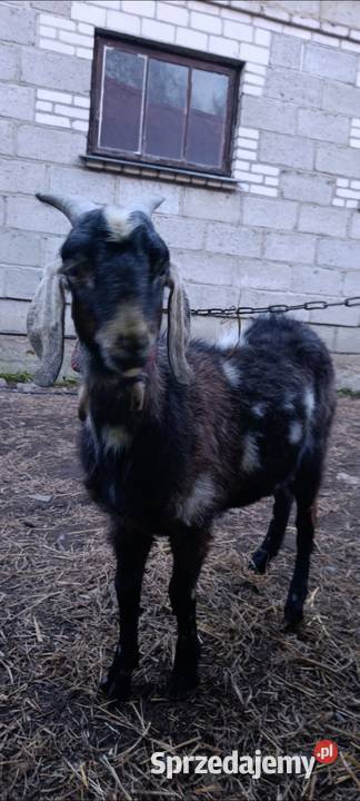 Koziołka SPRZEDAM Płock