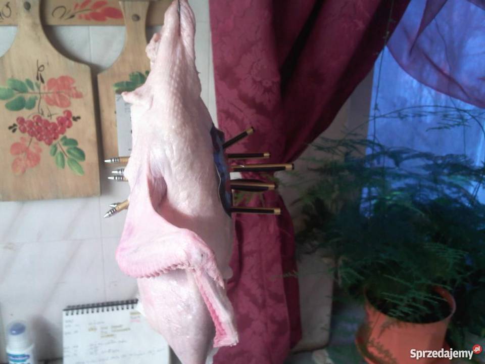 kusza cobra naciąg 5080lb3trzy rodzaje Warszawa