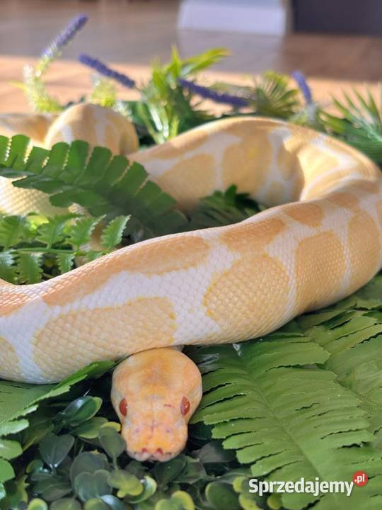 Pyton Królewski ALBINO Duże Terrarium MDF Płock