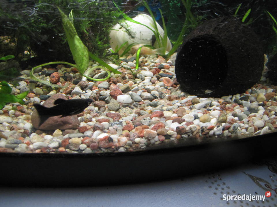 Akwarium z obsadą Toruń