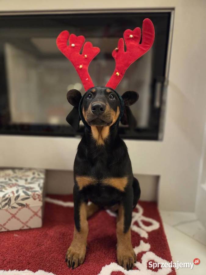 Sprzedam sunie rasy Doberman
