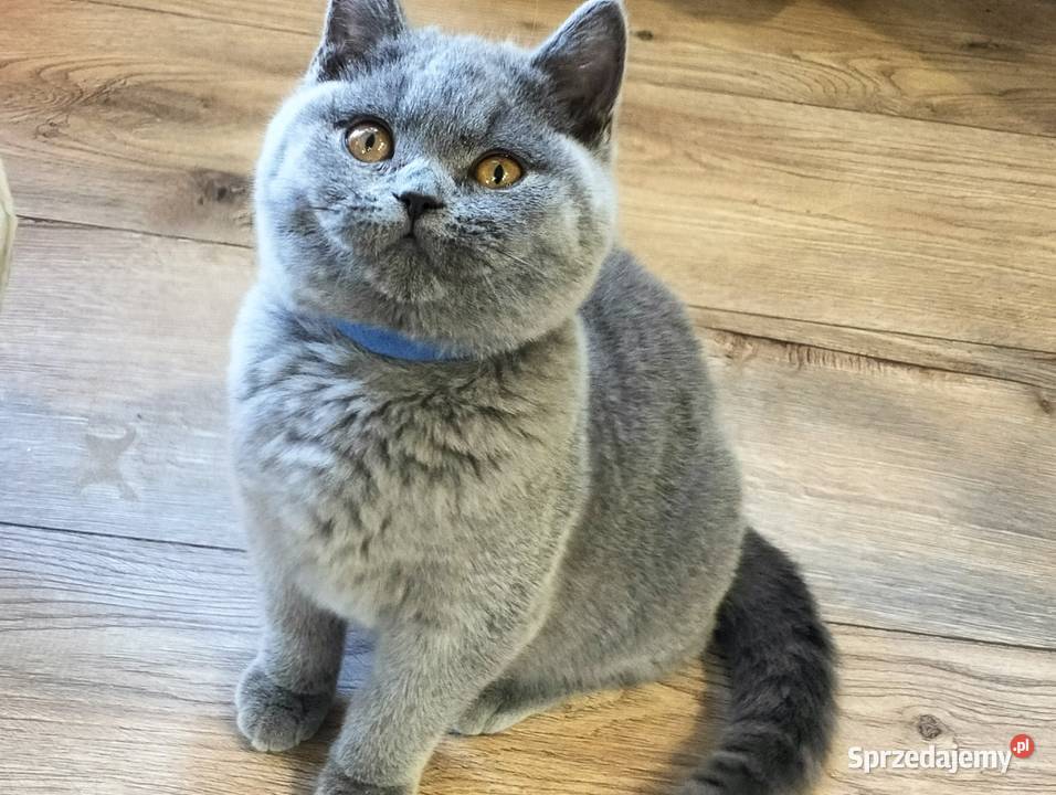 Śliczny kocurek niebieski Rodowód Międzynarodowy Łódź sprzedam