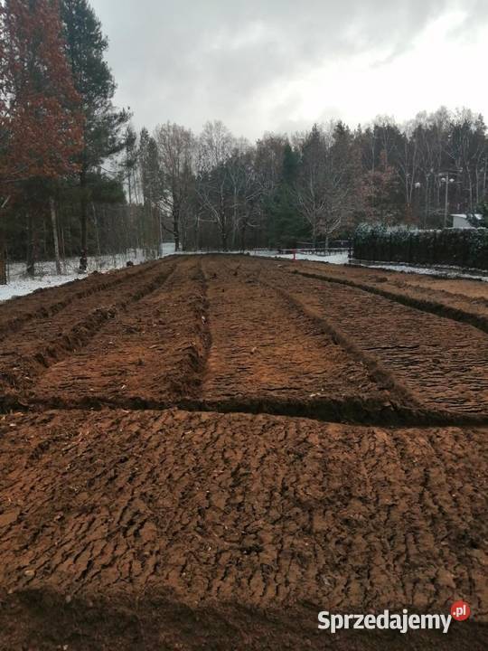 Wycinka drzew Czyszczenie działek Mulczowanie Sosnowiec
