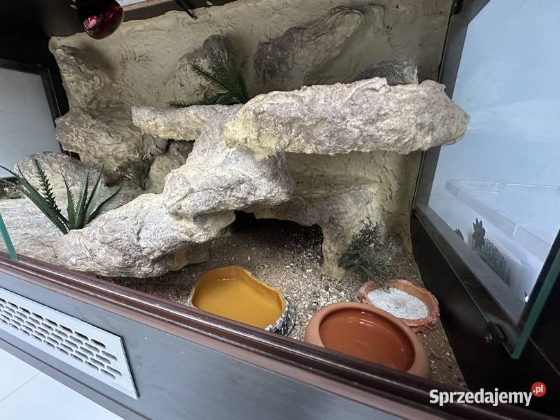 Sprzedam gekona lamparciego z terrarium śląskie Myszków sprzedam