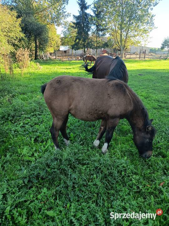 Sprzedam młode chucuły