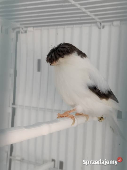 Kanarki Gloster 24 25 r Pary Gostyń