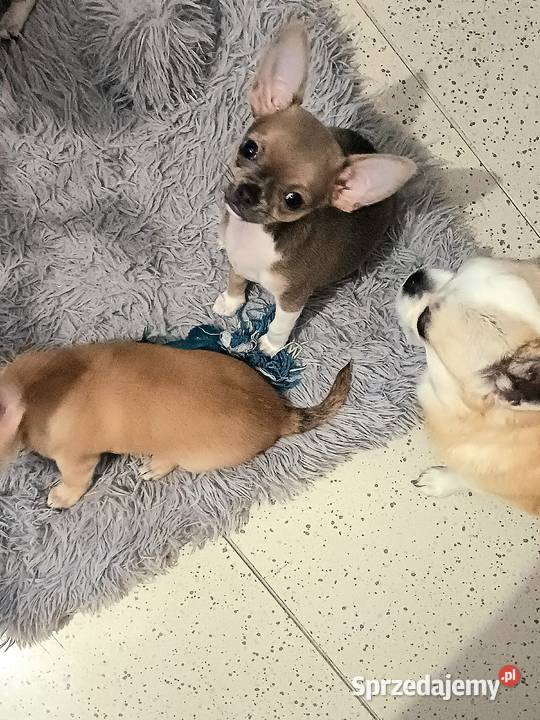 Chihuahua Maleńka Blue Dziewczynka z Rodowodem Zgierz