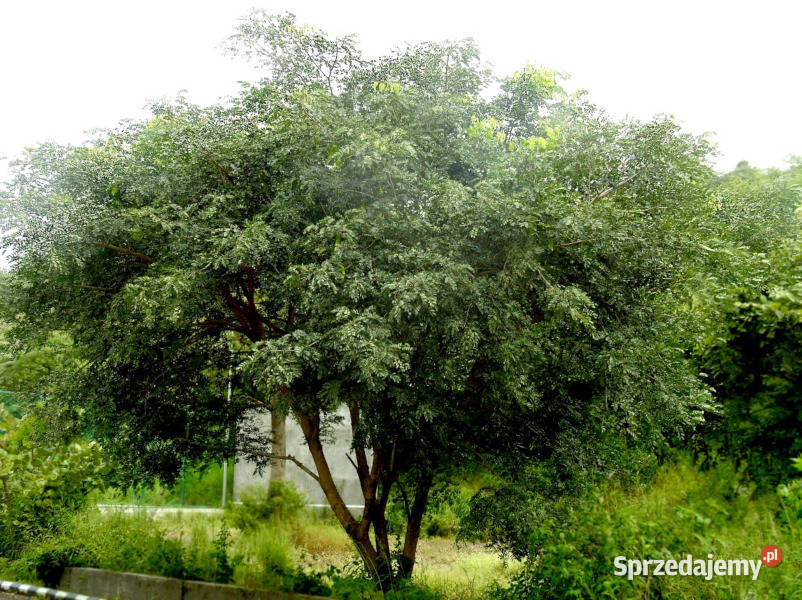 ALBICJA  ODORATISSIMA Albizia odoratissima