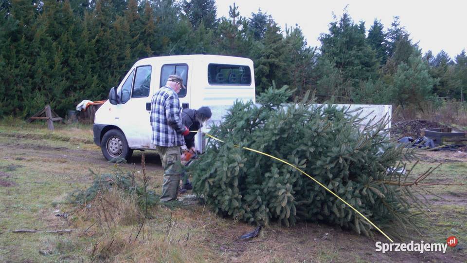 Choinki świerk jodłaGłębocko 20 gm Murowana Głębocko