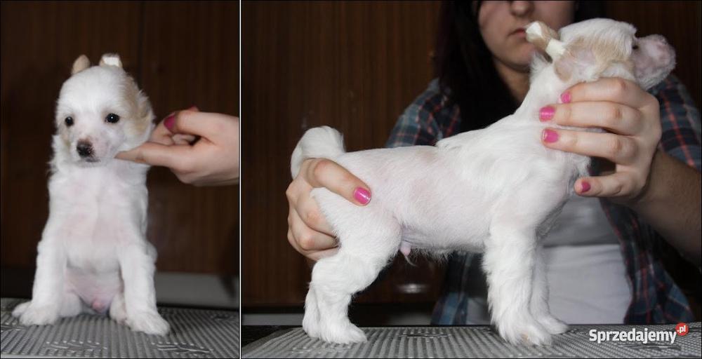 Chiński Grzywacz z rodowodem Mielec