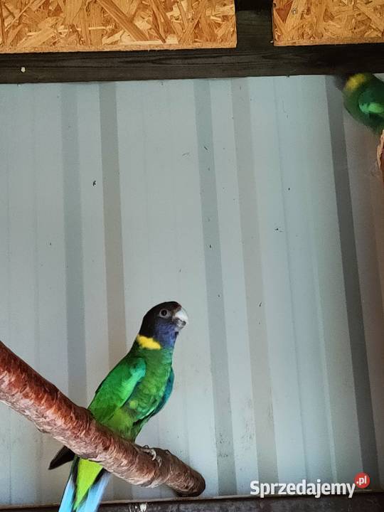 Sprzedam samca rozeli królewskiej z 2024 samicę Lipa