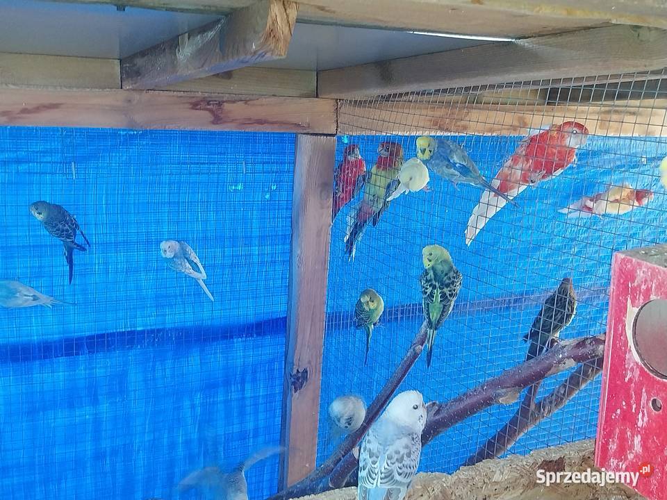 PAPUGI ROZELLA ŚWIERGOTY NIEROZŁĄCZKI FALISTE mazowieckie sprzedam