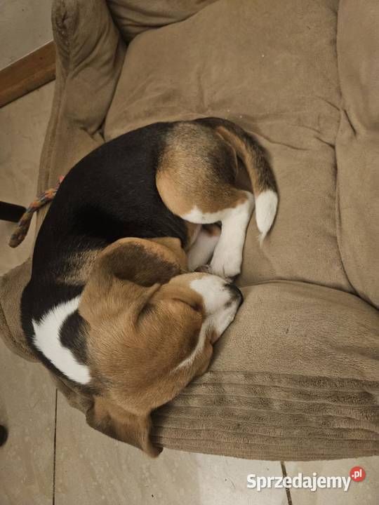 Ostatnia cudowna dziewczynka Beagle FCI Mińsk Mazowiecki