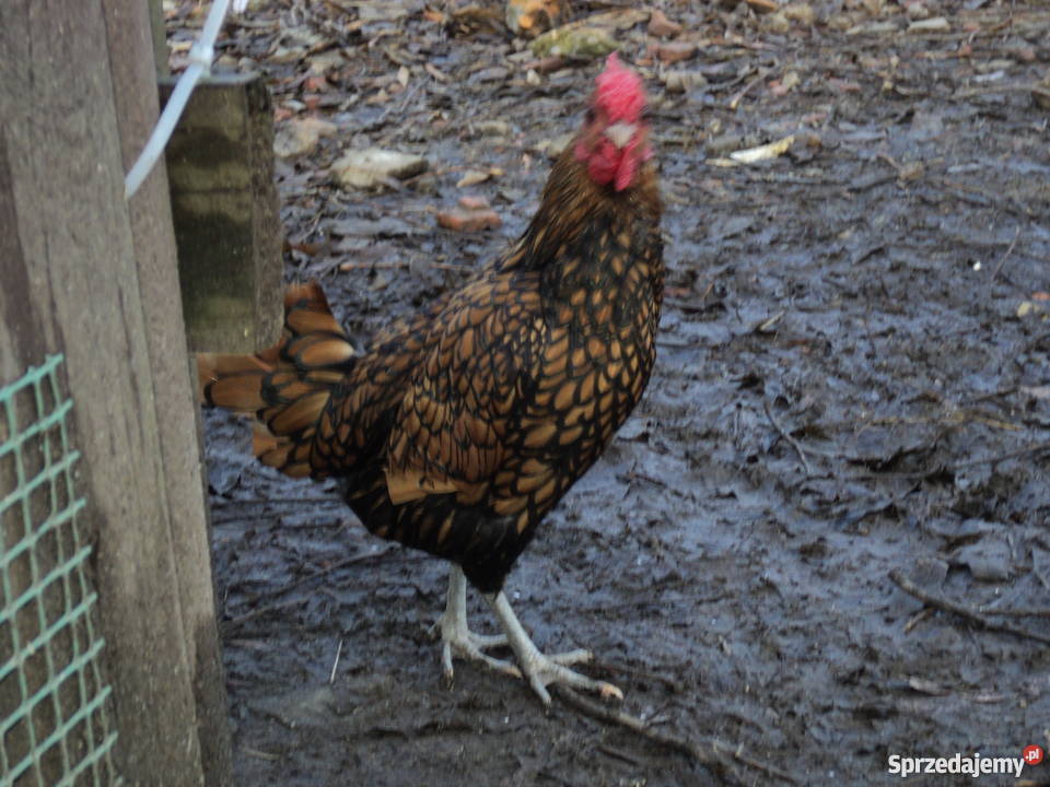 Sebrytki złoteparki Biadoliny Radłowskie