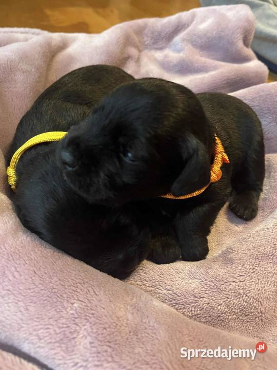 Sznaucer miniaturowy czarny mazowieckie sprzedam