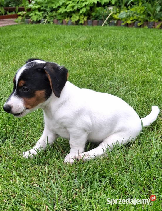Jack Russell Terrier Łuków