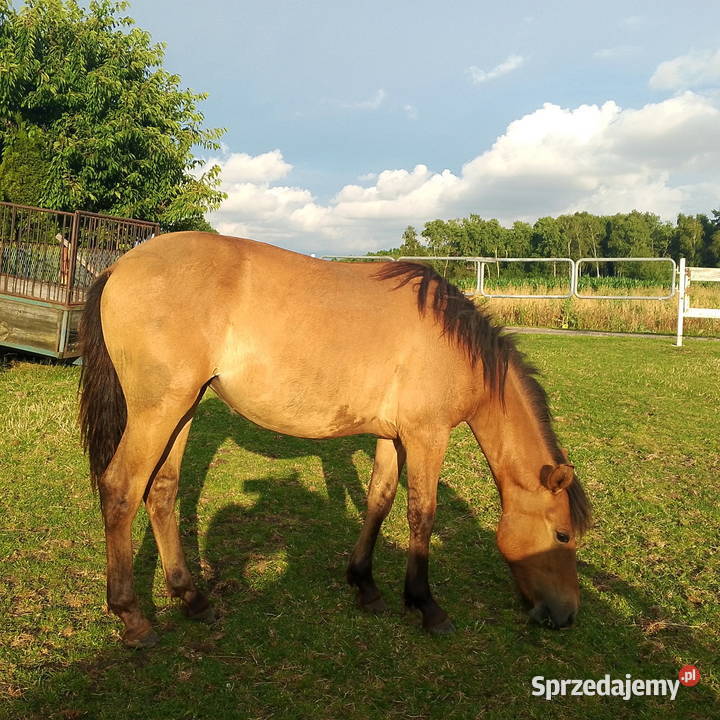 Konie Huculskie Łuków