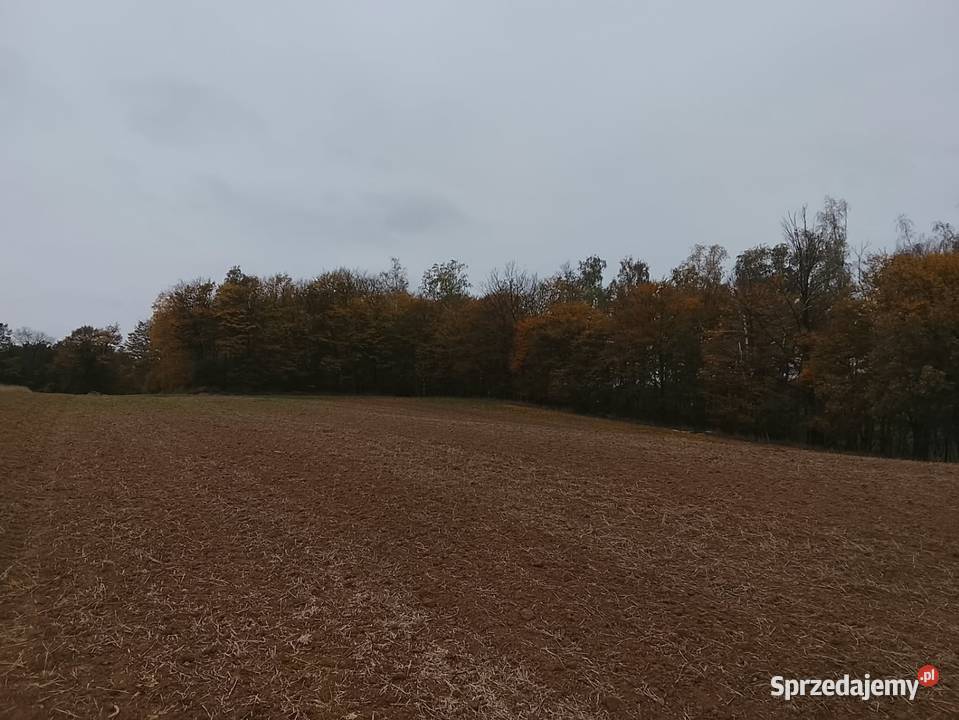 Drzewo na pniu Tomaszów Lubelski