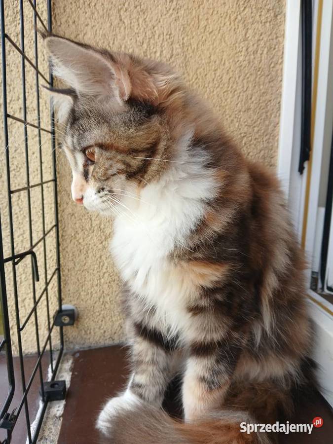 Maine coon piekna kotka Ruda Śląska