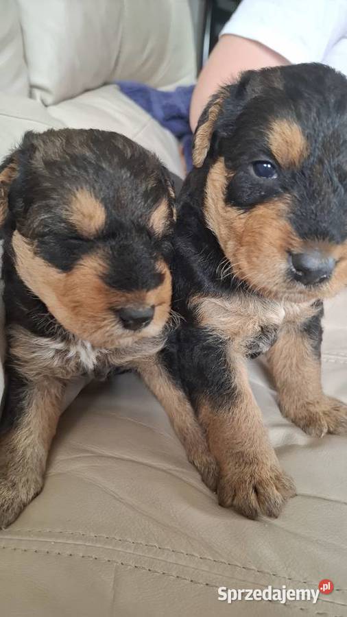 Airedale Terrier szczenięta rasowe ZKwP lubelskie Lublin sprzedam