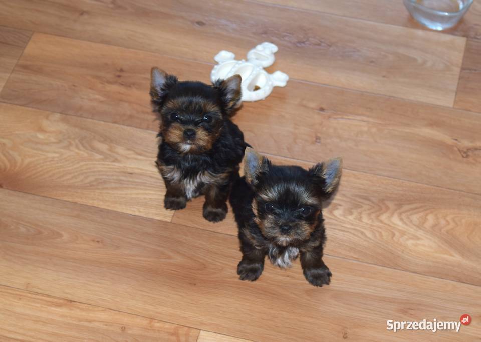 suczka york czteropokoleniowy rodowód Łapy sprzedam