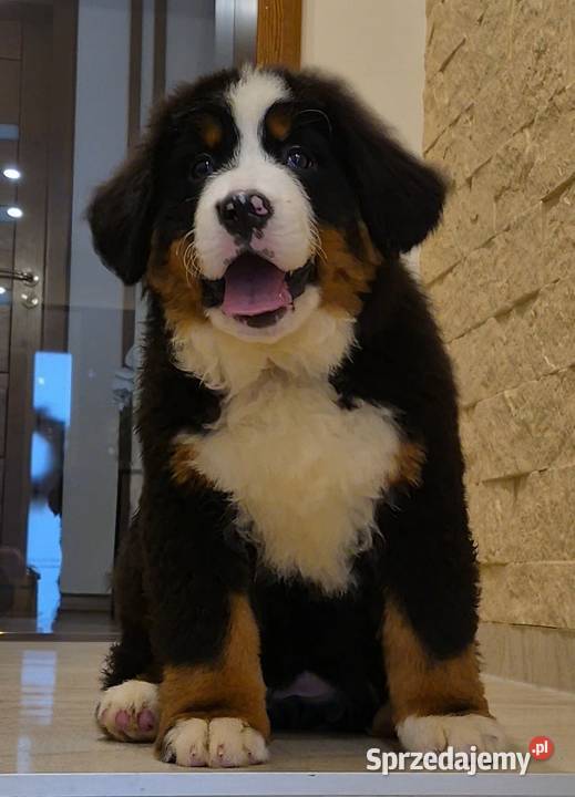 Berneński Pies Pasterski z rodowodem łódzkie Wieluń