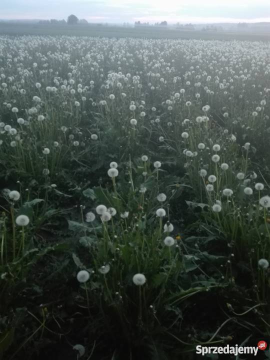 Mniszek lekarski nasiona lubelskie sprzedam
