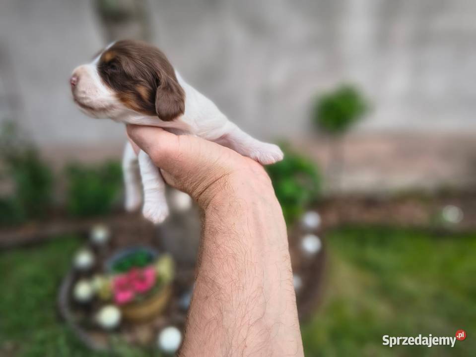 Jamnik długowłosy Piebald Choco Czekoladowy Żychlin