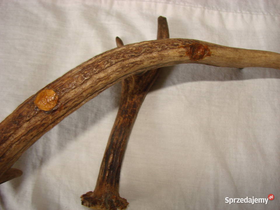 poroże jelenia Pruszcz Gdański