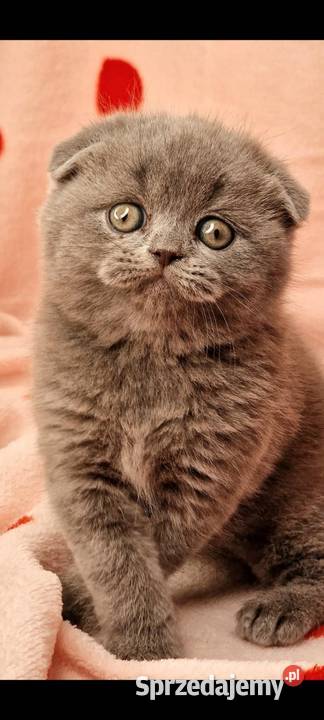 Kotek szkocki zwisłouchy Marki