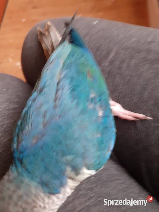 Papugi rudosterki ręcznie karmione Tychy