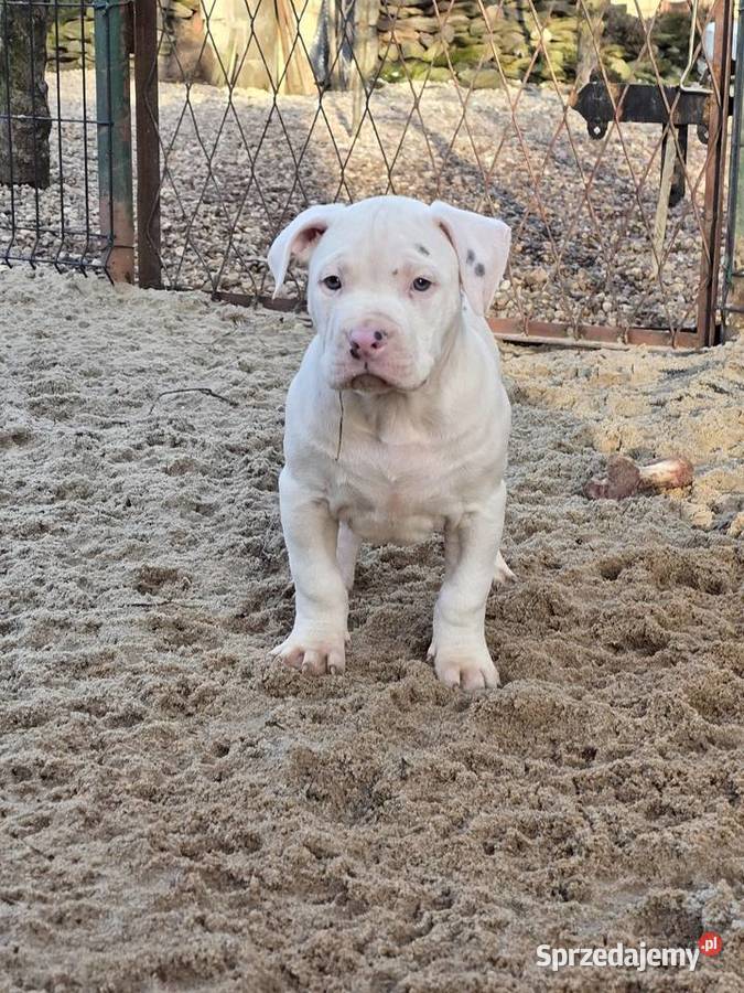 American bully XL opolskie Byczyna