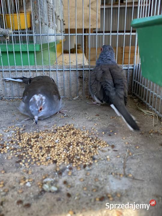 Gołąbki diamentowe Damasławek