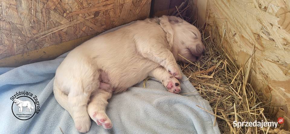 Owczarek Podhalański Pyzokluski Iłża
