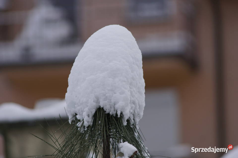 Obiektyw Minolta AF Apo Tele 300mm f4 Elektronika Bielsko-Biała