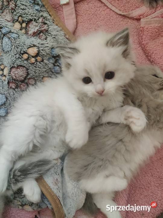 Kocurek Ragdoll Boguchwała