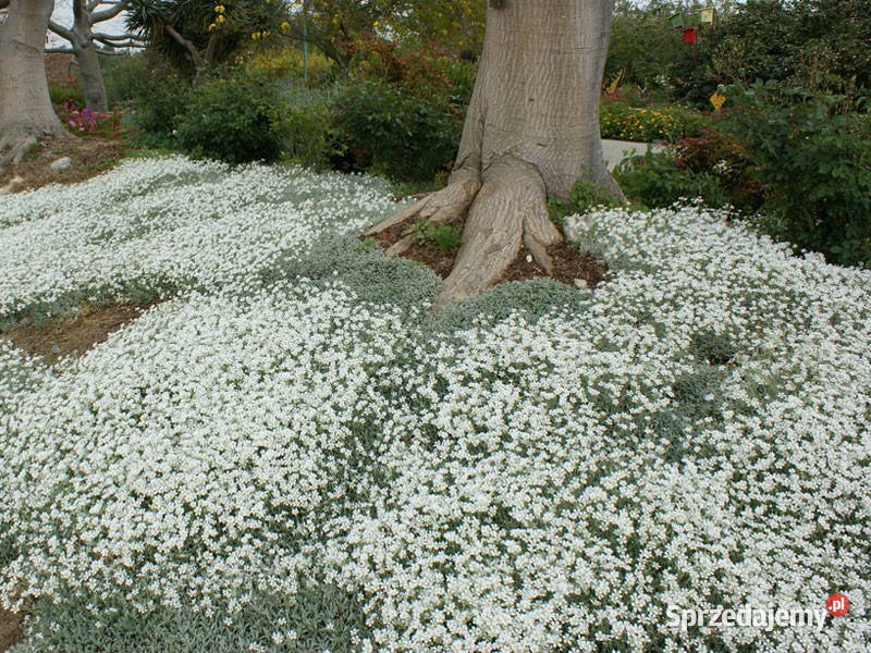 Rogownica Kutneriwata Cerastium Biała Gdynia