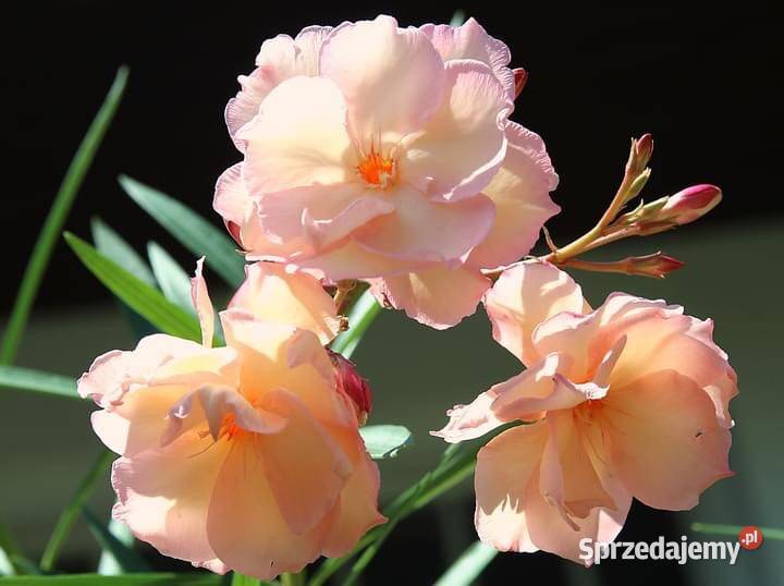 Oleander o pełnych pachnących ŻÓŁTYCH kwiatach Skawina