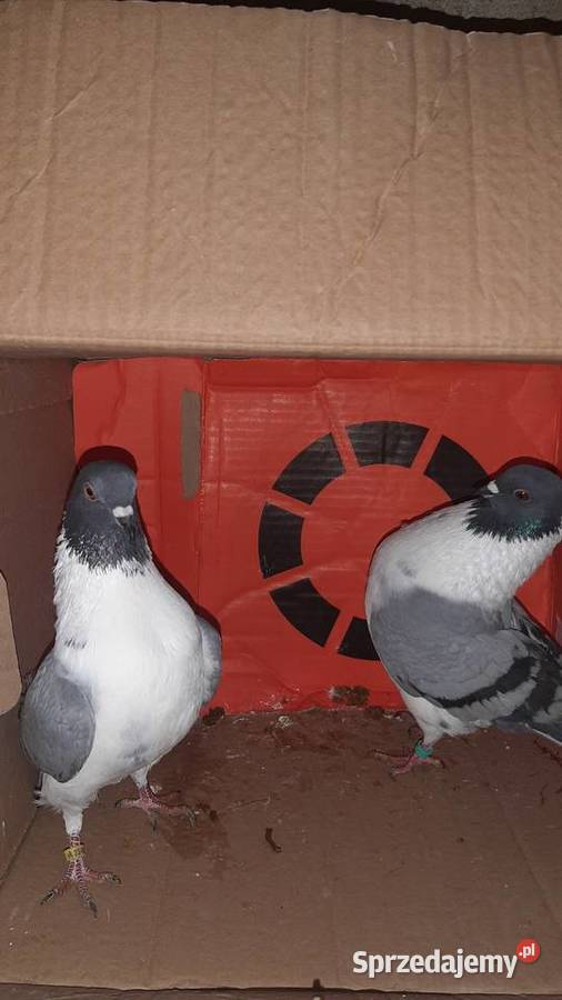 Para kuraków modeńskich