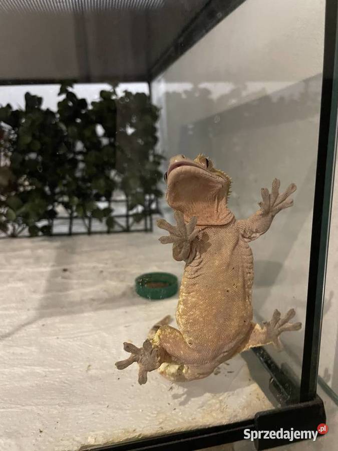 Gekon orzęsiony Grodzisk Mazowiecki