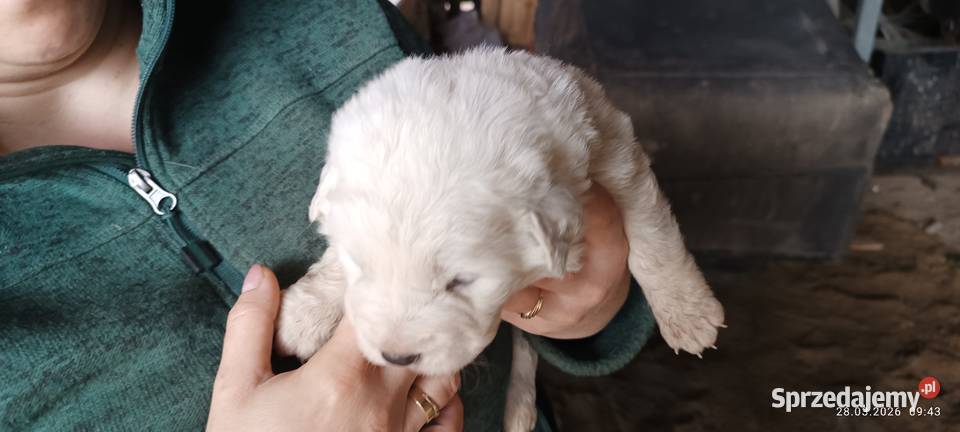 Owczarek podhalański szczeniak pies suczka Osina