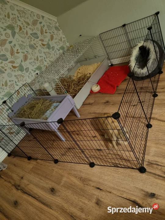 Kojec małych zwierząt wybieg klatka 143x73x46 wielkopolskie Obrzycko