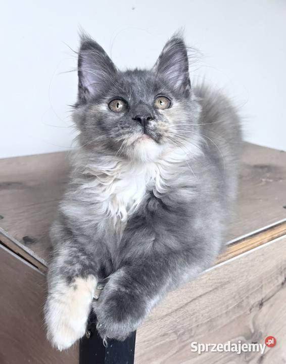 Maine Coon piękne kocięta Linia Shaded Wińsko