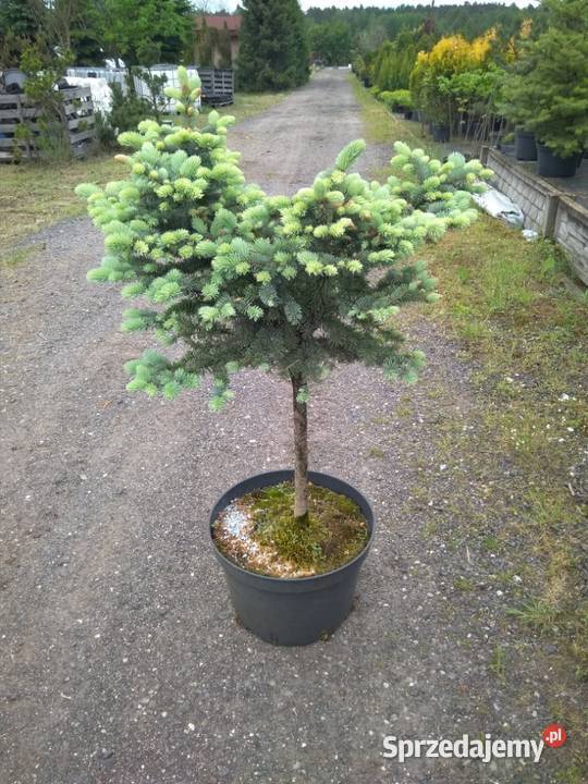 Rośliny ozdobne szczepione na pniu sosna wierzba
