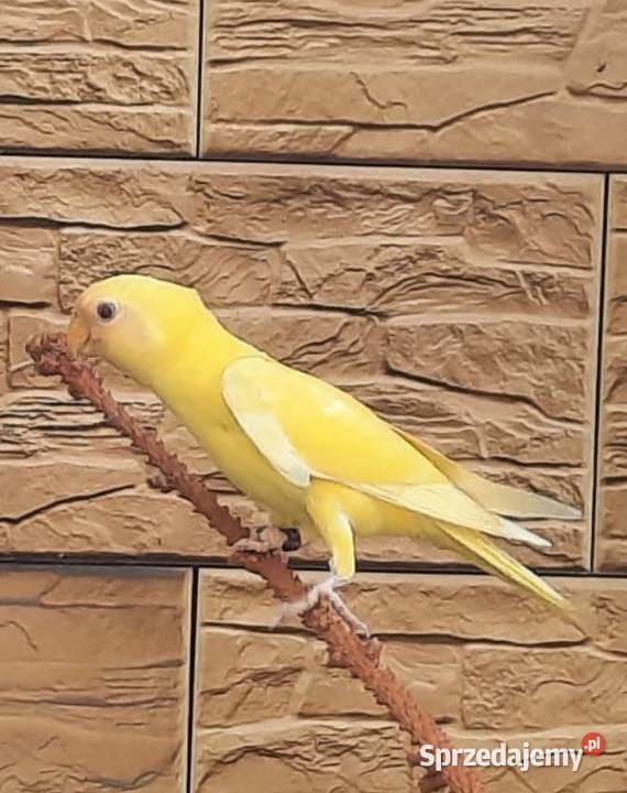 Aleksandretta śliwogłowa lutino śląskie Bystra