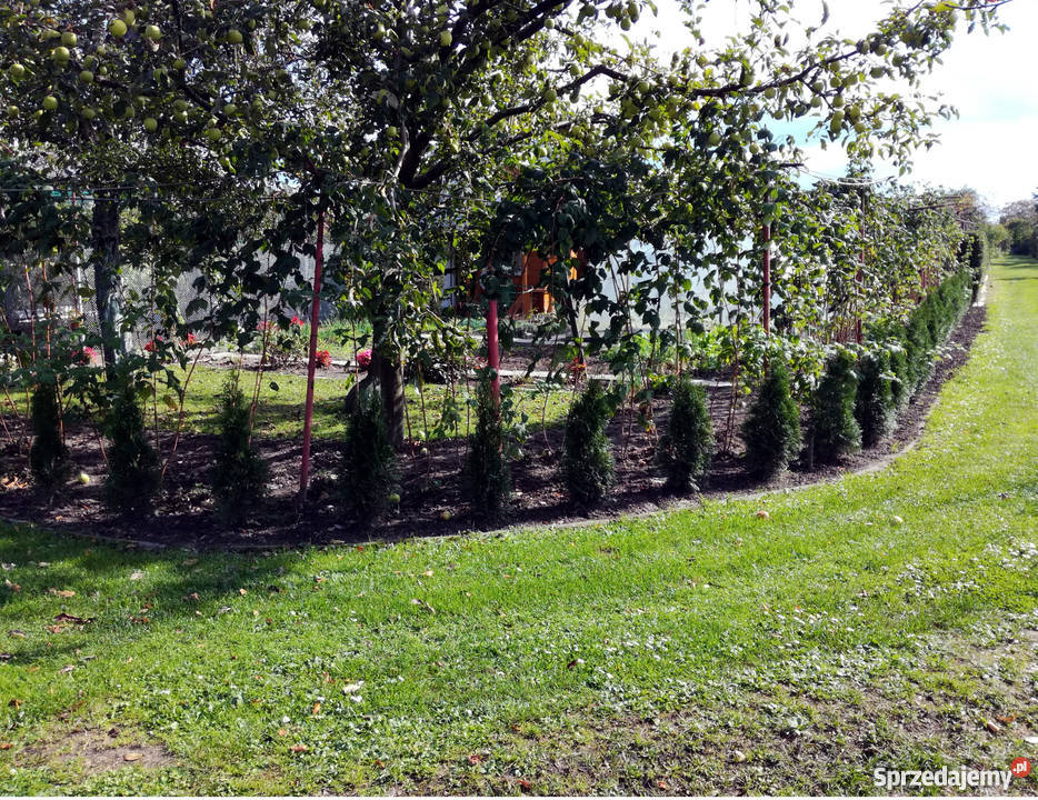 Działka ROD utwardzona Racibórz sprzedam