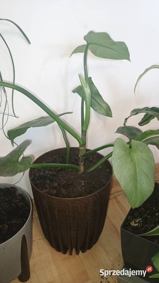 Rośliny doniczkowe wszystkie doniczki Lubartów