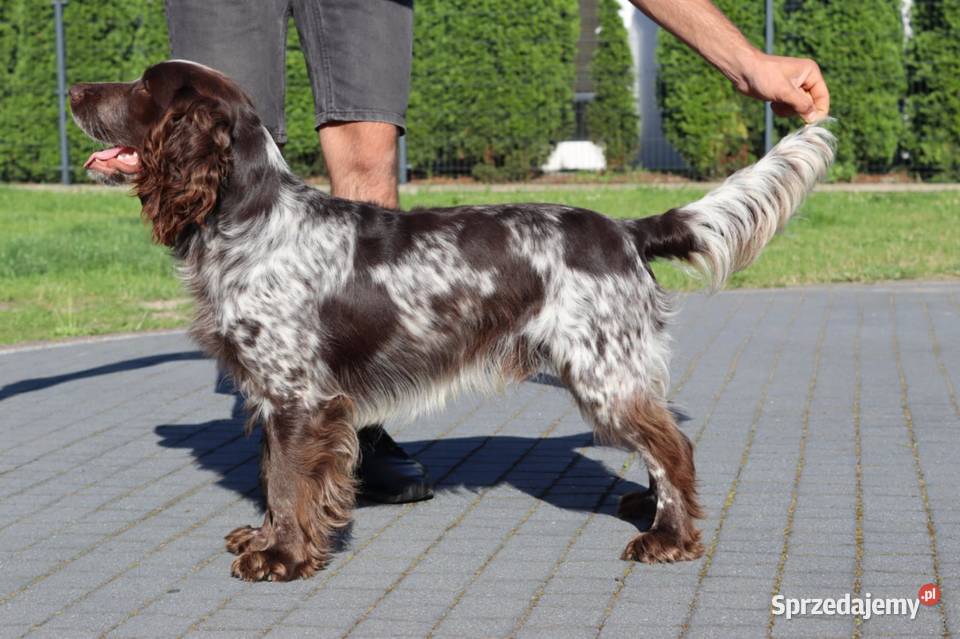 Polski Spaniel Myśliwski planowany miot Święta Lipka