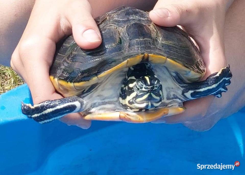 Żółw wodnolądowy Goworowice