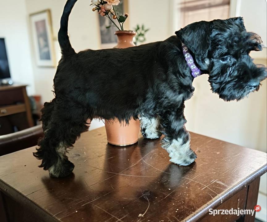 Sznaucer miniaturowy czarno srebrny FCI Wałbrzych